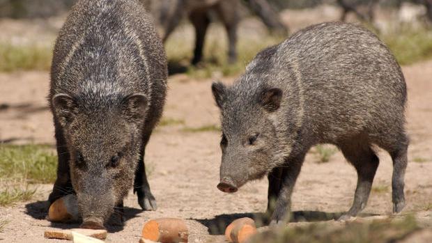 Officials offering reward for information after javelina illegally shot in Tucson
